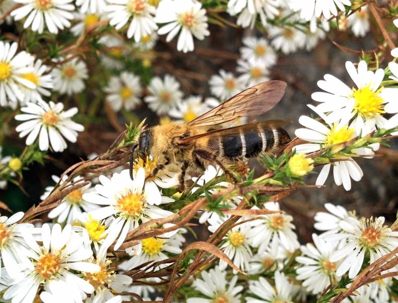 20151007 153357 털보애꽃벌 (Dasypoda japonica).jpg