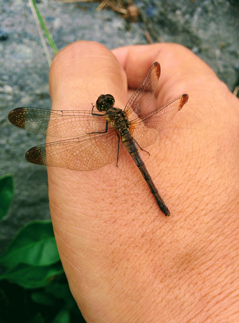 20151007 152648 깃동잠자리 (Sympetrum infuscatum).jpg