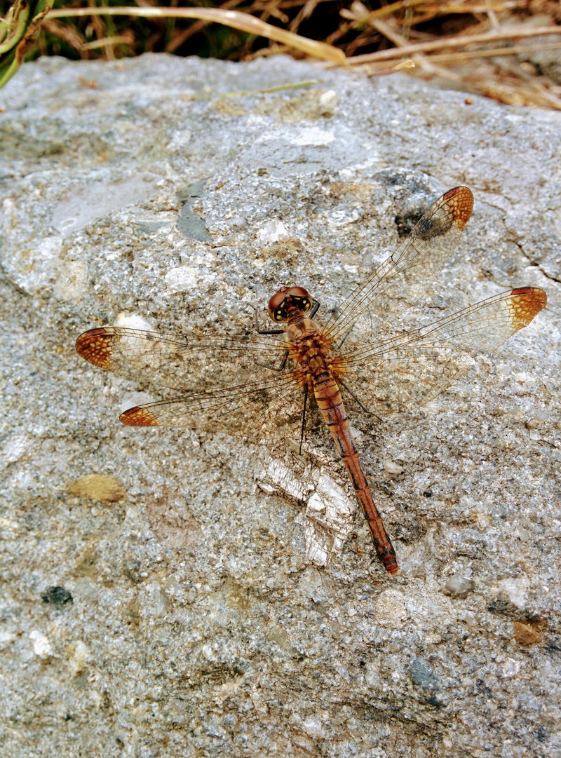 20151007 152602 깃동잠자리 (Sympetrum infuscatum).jpg
