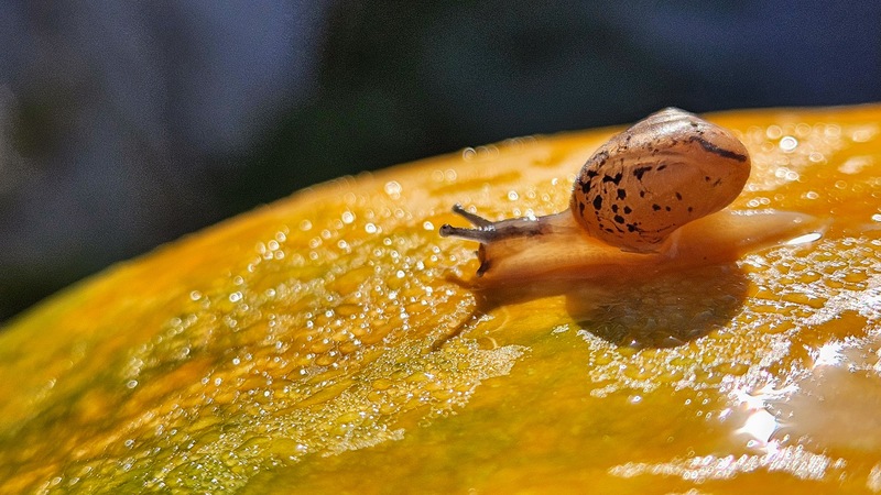 20251023 100330 명주달팽이 (Acusta despecta).jpg