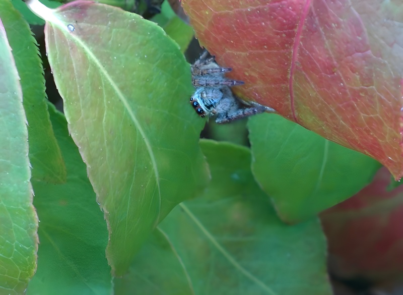 20151006 164847 AI 털보깡충거미 (Carrhotus xanthogramma) (추정).jpg