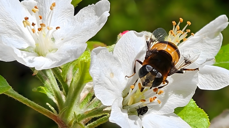 20251023 114914 cropped 왕꽃등에 (Phytomia zonata).jpg