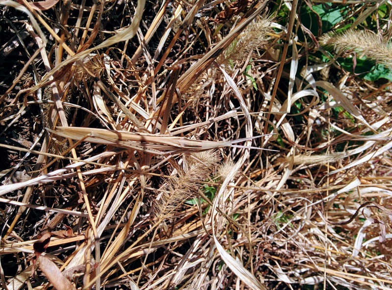 20151004 120817 방아깨비 (Acrida cinerea).jpg