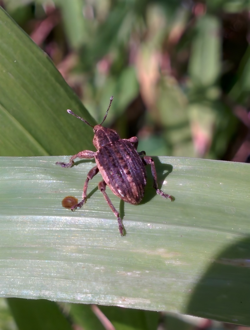20151004 115841 큰뚱보바구미 (Brachypera zoilus).jpg