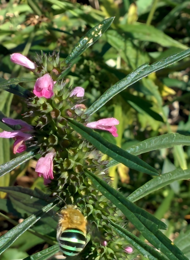 20151004 115350 청줄벌 (Amegilla zonata).jpg