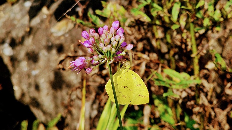 20251023 123234 남방노랑나비 (Eurema hecabe).jpg