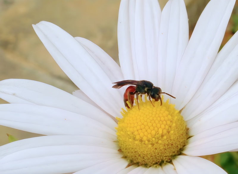 20151003 155237 홍배꼬마꽃벌 (Sphecodes similimus).jpg