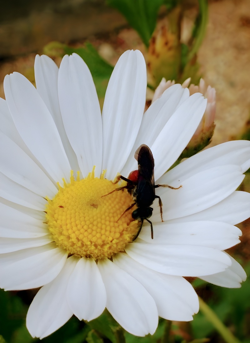 20151003 155140 홍배꼬마꽃벌 (Sphecodes similimus).jpg