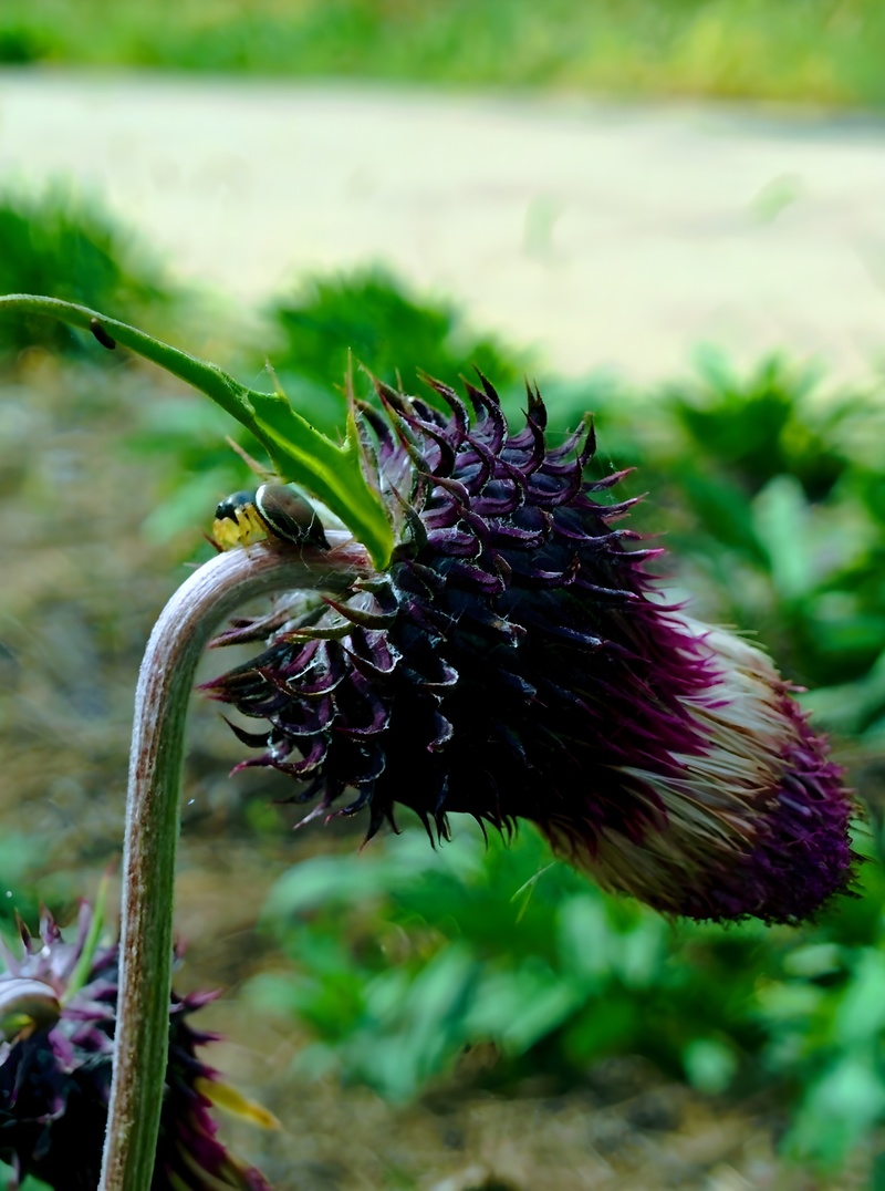 20150930 114952 우수리햇님깡충거미 (Heliophanus ussuricus).jpg