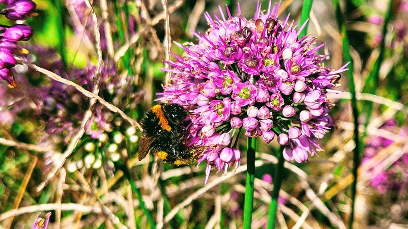 20251023 123313 호박벌 (Bombus ignitus).jpg