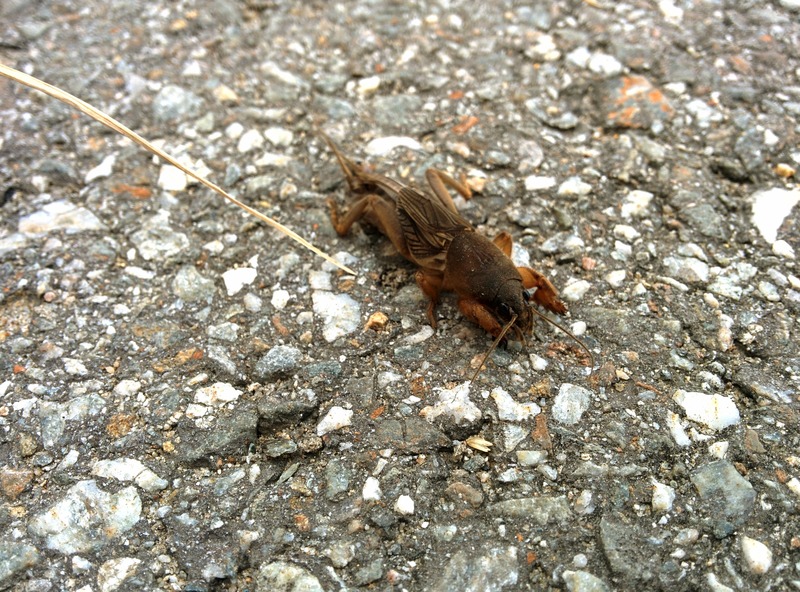20150930 112328 땅강아지 (Gryllotalpa orientalis).jpg