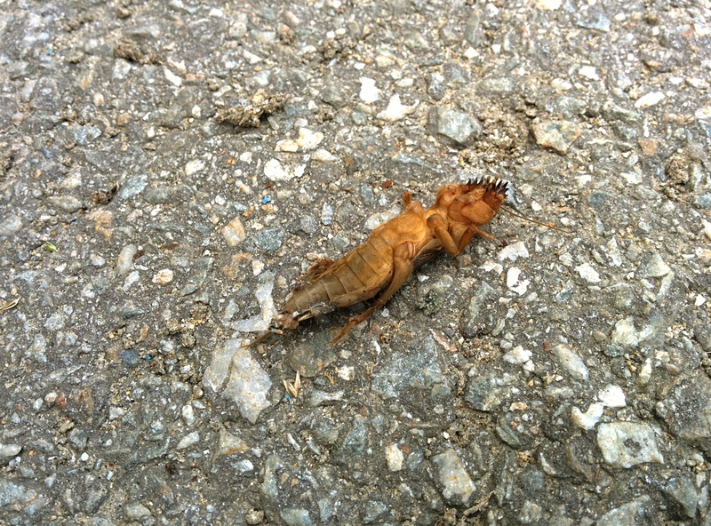 20150930 112255 땅강아지 (Gryllotalpa orientalis).jpg