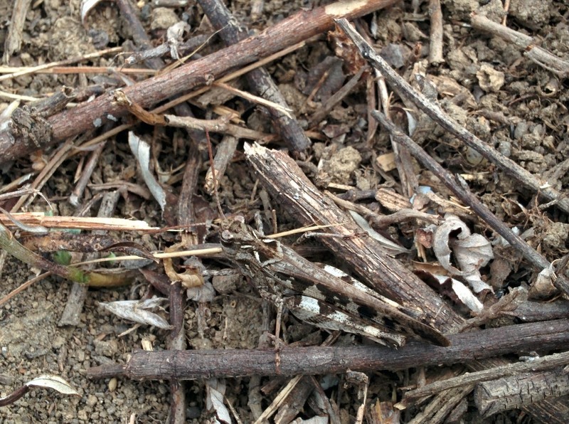 20150930 103525 팥중이 (Oedaleus infernalis).jpg