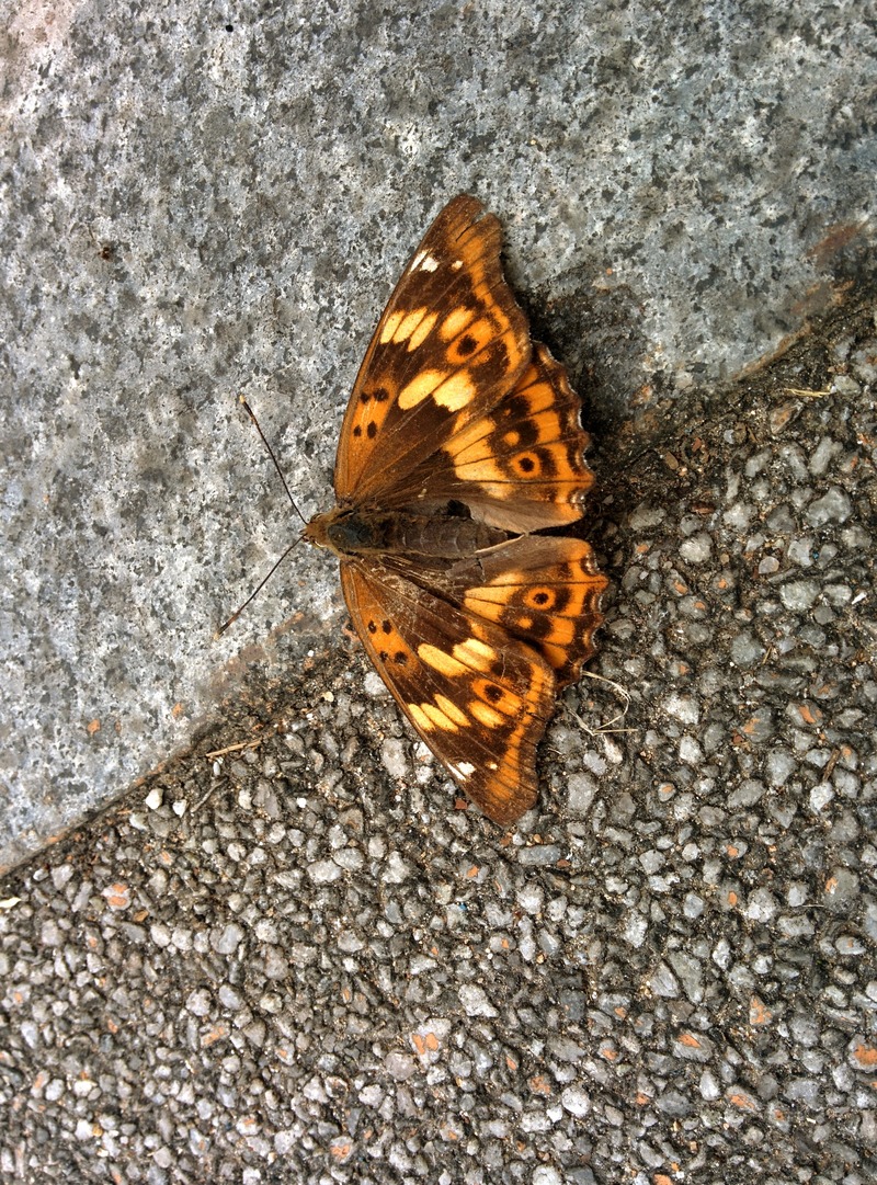 20150930 085822 황오색나비 (Apatura metis).jpg