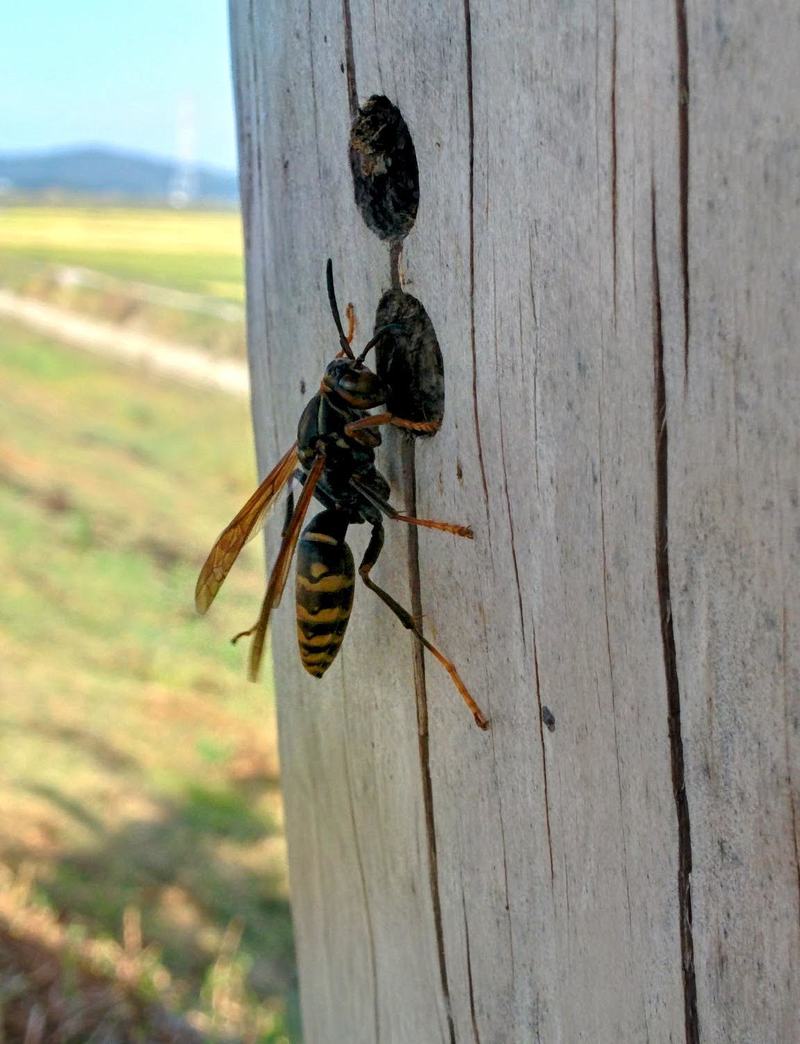 20150929 150757-EDIT 등검정쌍살벌 (Polistes jokahamae) (추정).jpg