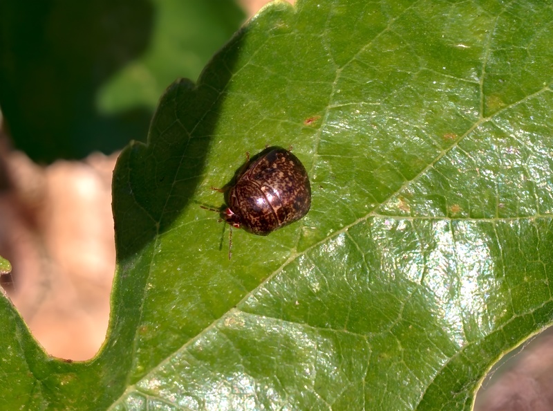 20150929 132041 무당알노린재 (Megacopta punctatissima).jpg