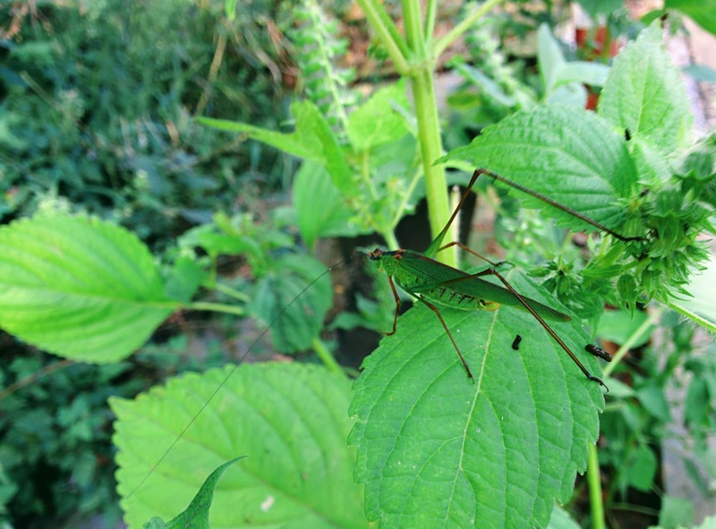 20150929 091508 검은다리실베짱이 (Phaneroptera nigroantennata).jpg