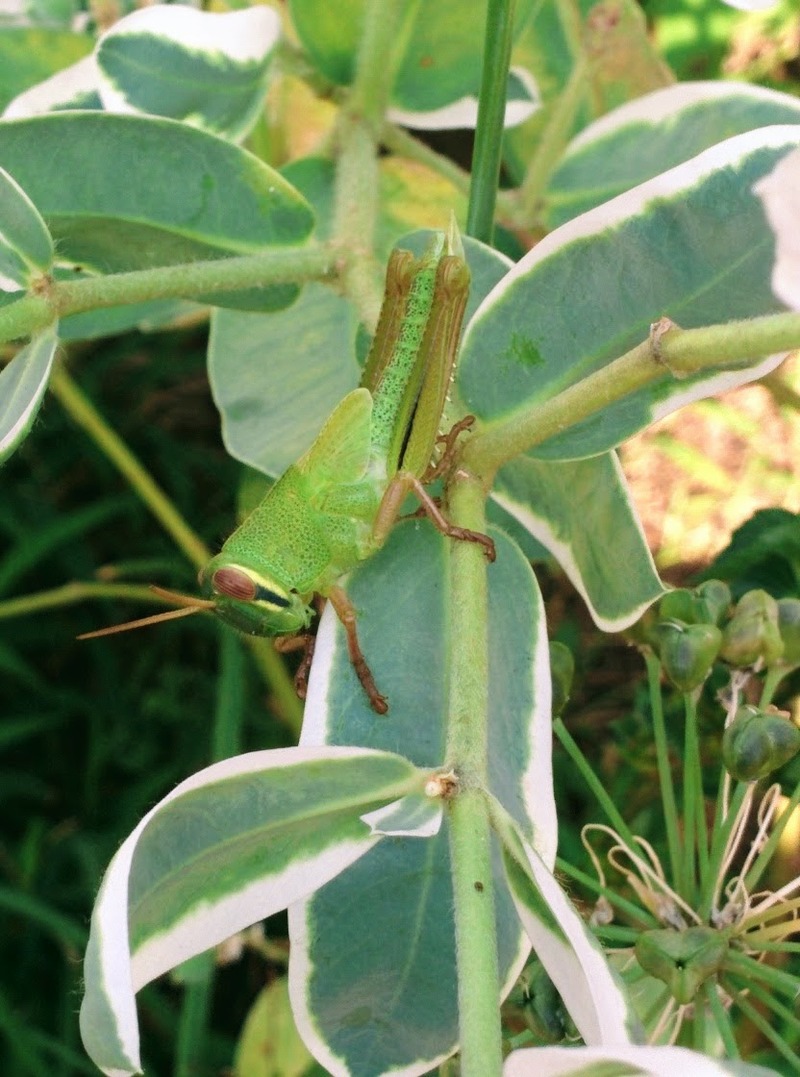 20150927 091925 각시메뚜기 (Patanga japonica).jpg