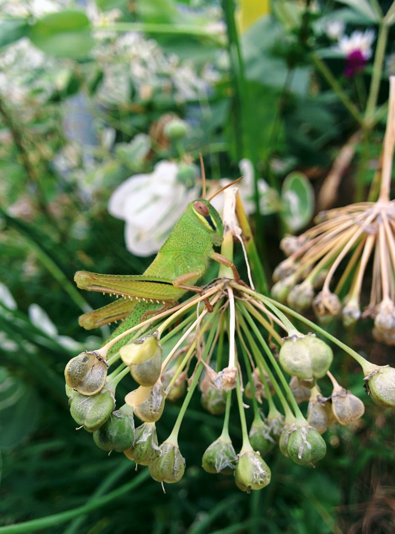 20150926 162312 각시메뚜기 (Patanga japonica).jpg