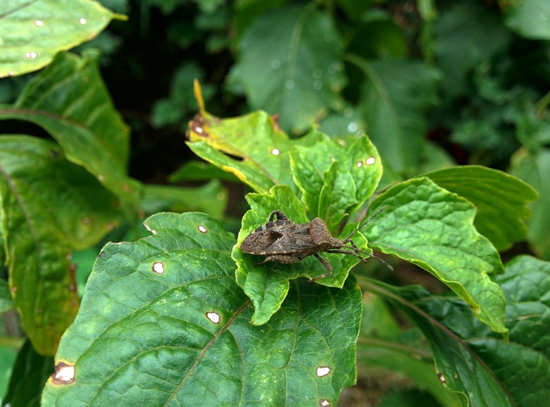20150926 135323 꽈리허리노린재 (Acanthocoris sordidus).jpg