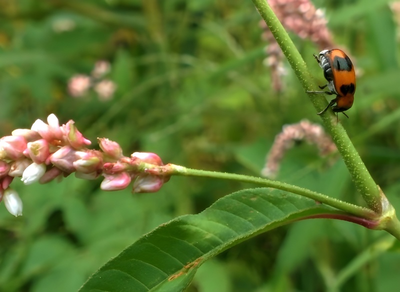 20150923 155410 밤나무잎벌레 (Physosmaragdina nigrifrons).jpg