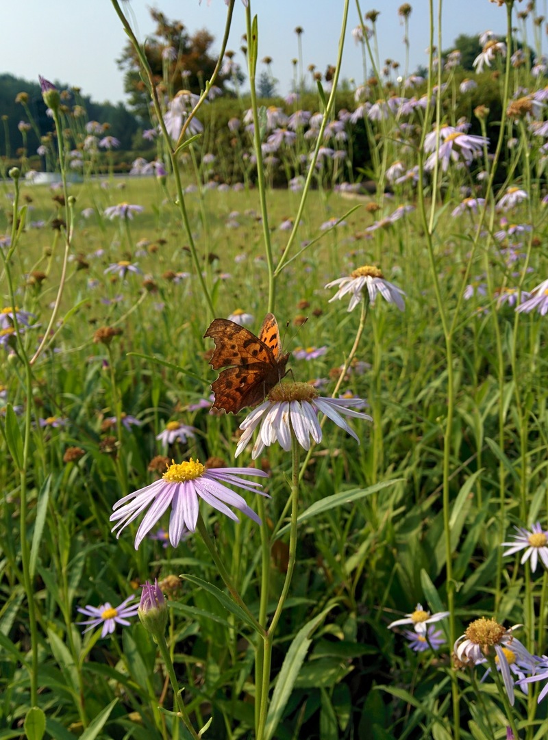 20150921 093511 네발나비 (Polygonia c-aureum).jpg
