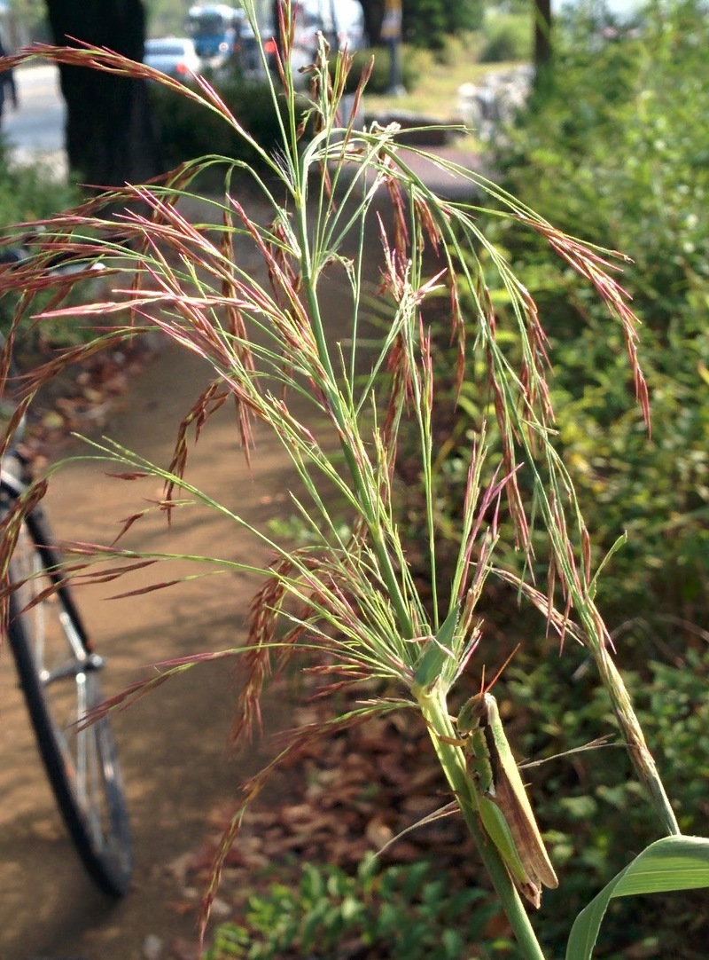 20150921 090357 우리벼메뚜기 (Oxya sinuosa).jpg
