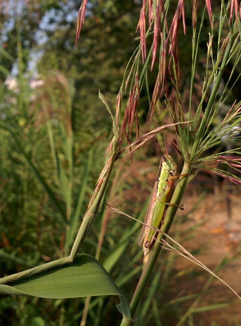 20150921 090338 우리벼메뚜기 (Oxya sinuosa).jpg