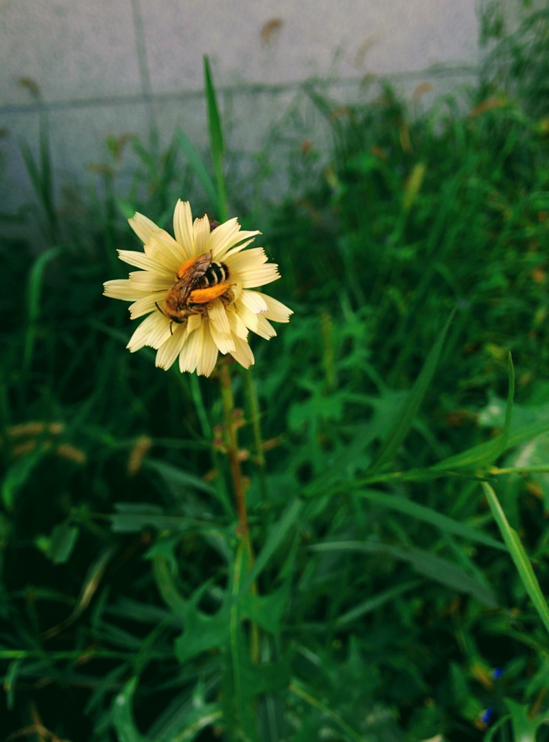 20150920 114432 털보애꽃벌 (Dasypoda japonica).jpg