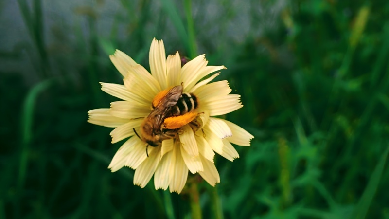 20150920 114432 cropped 털보애꽃벌 (Dasypoda japonica).jpg