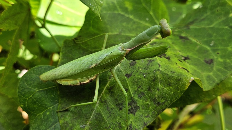 20251024 125353 넓적배사마귀 (Hierodula patellifera).jpg