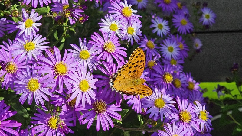 20251024 151309 암끝검은표범나비 (Argyreus hyperbius).jpg