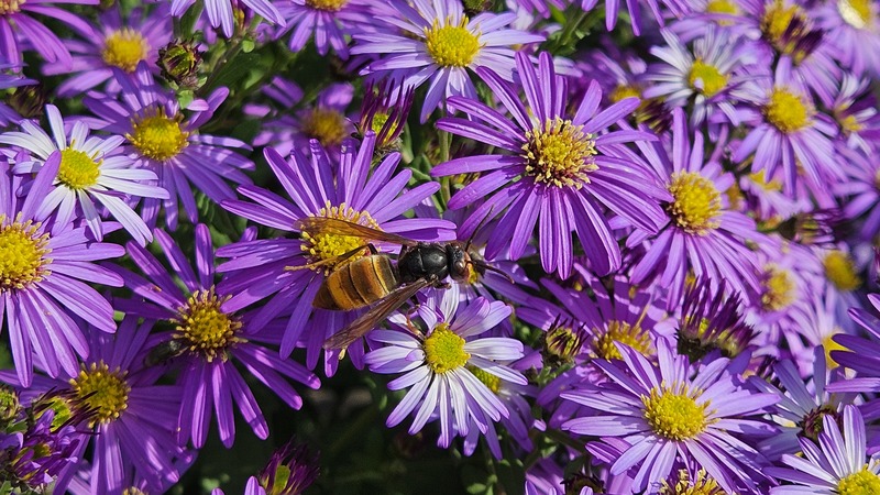 20251024 151534 등검은말벌 (Vespa velutina).jpg
