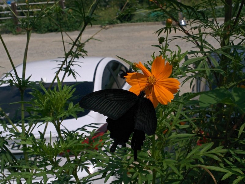 20150911 112152 남방제비나비 (Papilio protenor).jpg