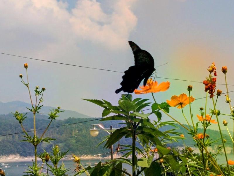 20150911 112055 남방제비나비 (Papilio protenor).jpg