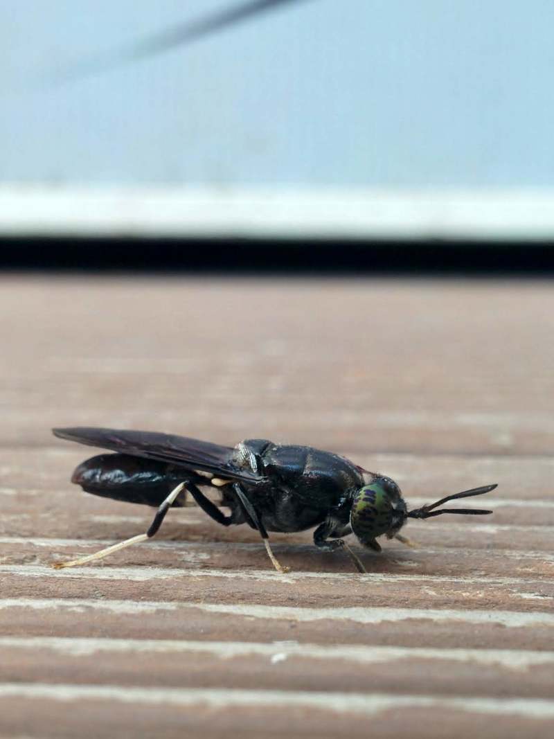 20150911 103954 아메리카동애등에 (Hermetia illucens).jpg