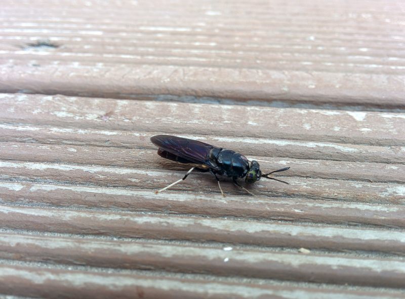 20150911 103917 아메리카동애등에 (Hermetia illucens).jpg