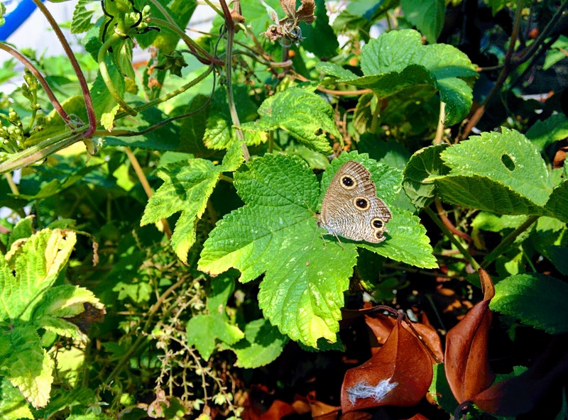 20150911 090619 석물결나비 (Ypthima motschulskyi).jpg
