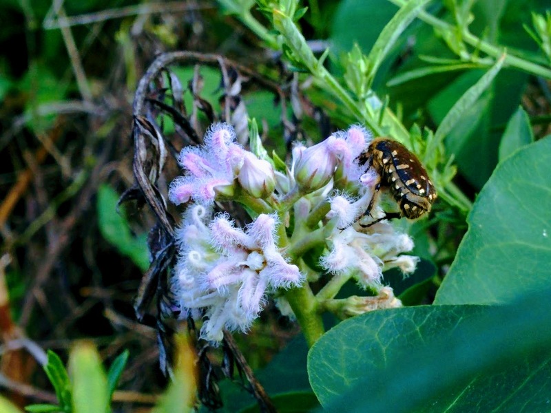 20150826 160214 풀색꽃무지 (Gametis jucunda).jpg