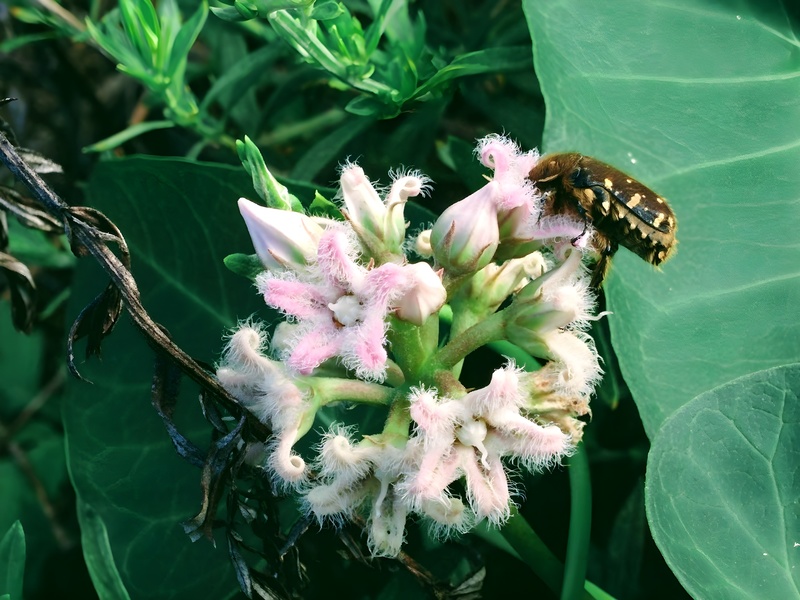 20150826 160236 풀색꽃무지 (Gametis jucunda).jpg