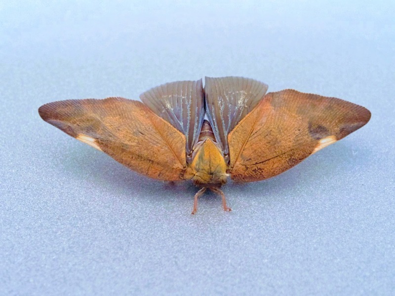 20150822 144248 갈색날개매미충 (Pochazia shantungensis) .jpg