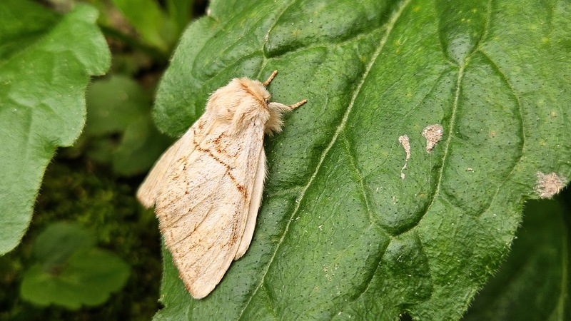 20251026 094908 덤불재주나방 (Phalerodonta bombycina).jpg