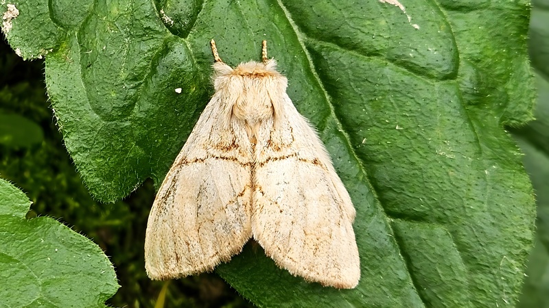 20251026 094856 cropped 덤불재주나방 (Phalerodonta bombycina).jpg