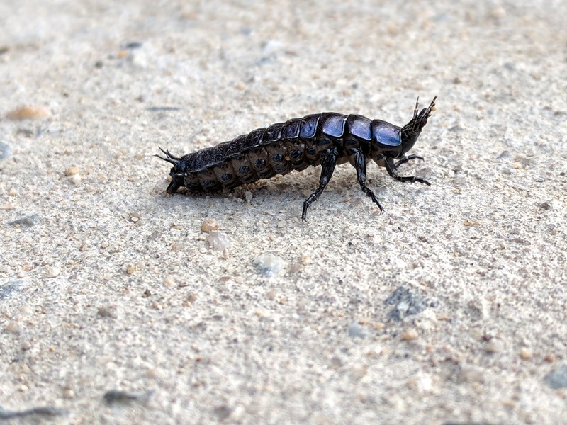 20161105 150433 홍단딱정벌레 (Coptolabrus smaragdinus) 애벌레.jpg