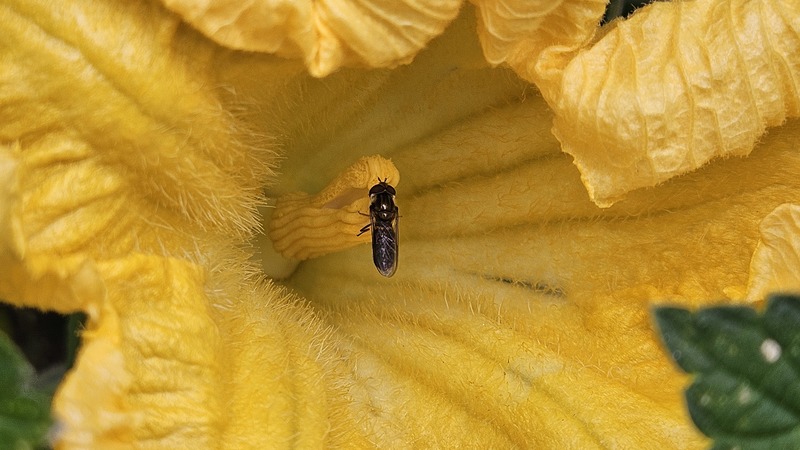 20251026 111720 검정넓적꽃등에 (추정) Betasyrphus serarius.jpg