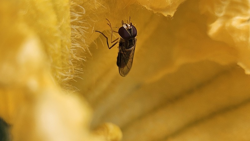 20251026 112021 검정넓적꽃등에 (추정) Betasyrphus serarius.jpg