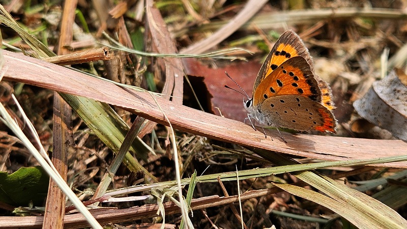 20251026 122817 작은주홍부전나비 (Lycaena phlaeas).jpg