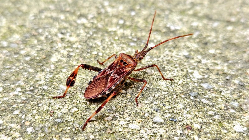20251026 131245 소나무허리노린재 (Leptoglossus occidentalis).jpg