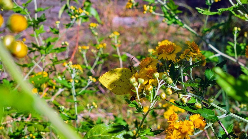 20251027 121850-EFFECTS 남방노랑나비 (Eurema hecabe).jpg