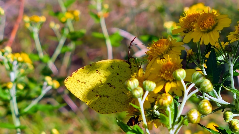 20251027 121850-cropped 남방노랑나비 (Eurema hecabe).jpg